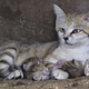 Illustration for article titled Surprise Sand Kittens are the Best Sand Kittens